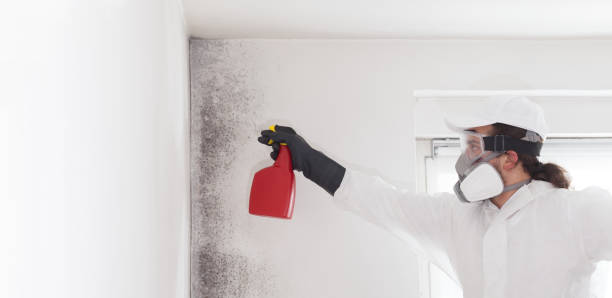 Best Residential Mold Remediation in North Salt Lake, UT