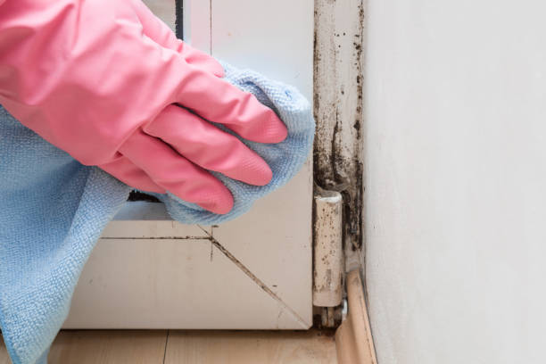 Best Mold Remediation for Specific Building Types in North Salt Lake, UT