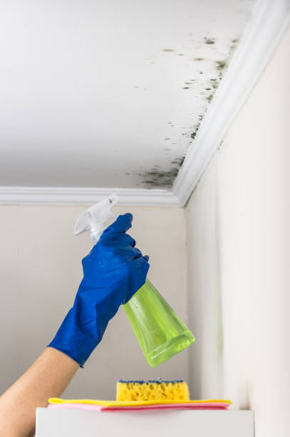 Best Kitchen Mold Remediation in North Salt Lake, UT